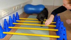 "Hund durchläuft Koordinationsübung mit Physiotherapie-Geräten unter Anleitung in Grömitz.