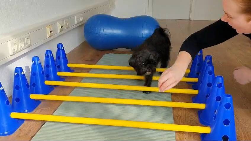 "Hund durchläuft Koordinationsübung mit Physiotherapie-Geräten unter Anleitung in Grömitz.