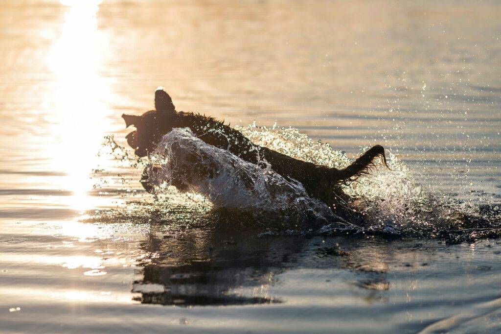 Happy dog jumping into the water