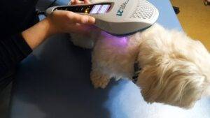 Mai Wölck führt eine Lasertherapie bei einem Hund in ihrer Praxis aus.