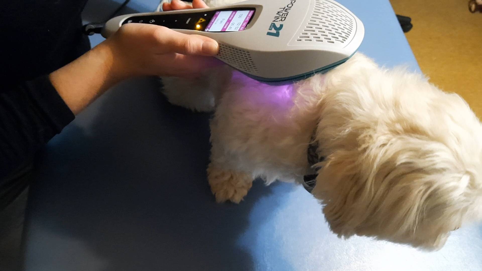 Mai Wölck führt eine Lasertherapie bei einem Hund in ihrer Praxis aus.