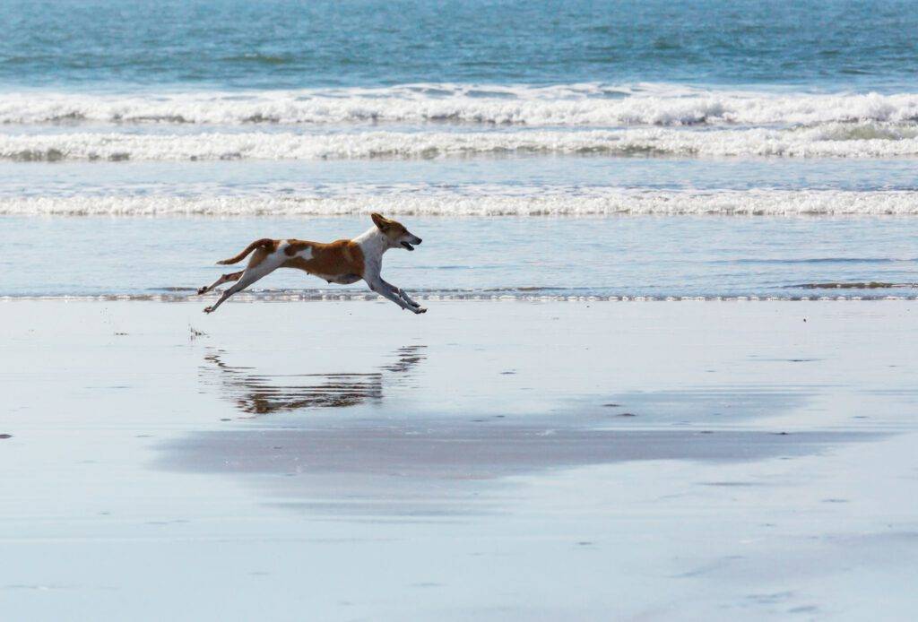 Hund im Lauftraining am Strand als Teil der Hunderehabilitation.