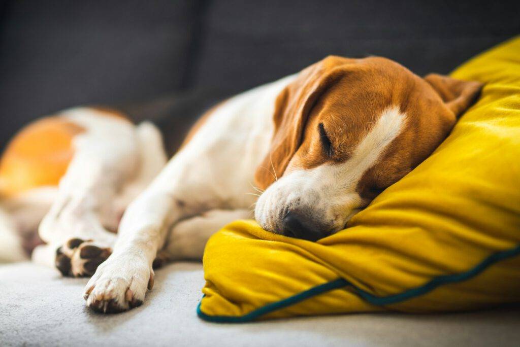 Von der Couch zum Sprint