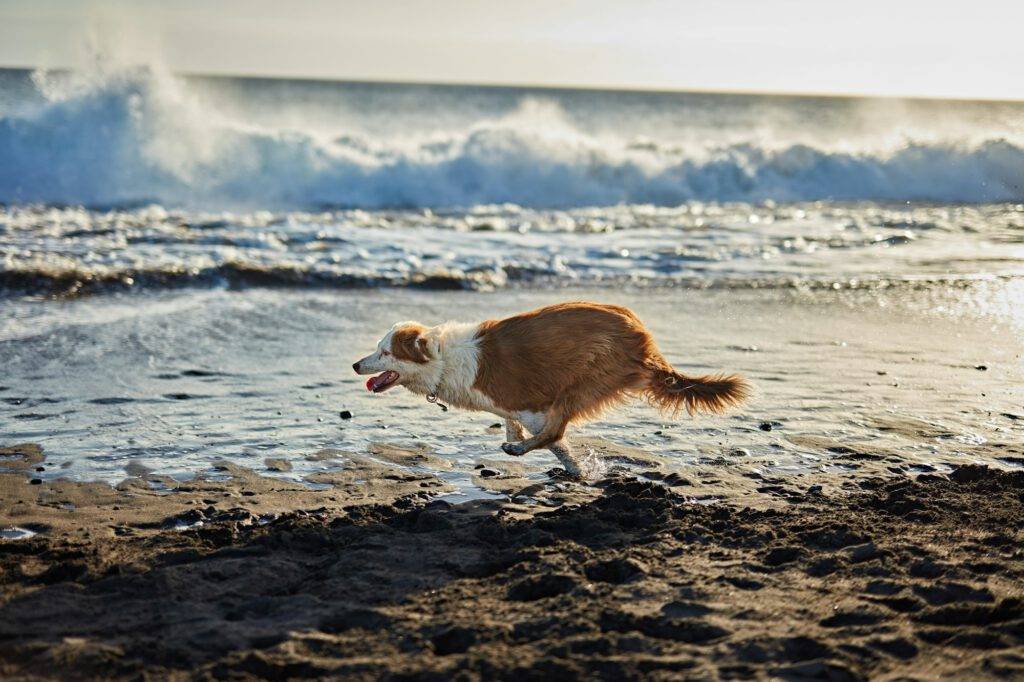Hund spielt am Strand, perfekt für natürliche Physiotherapie und Erholung